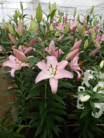 [4345 Sheila VOF VZ No01.JPG]